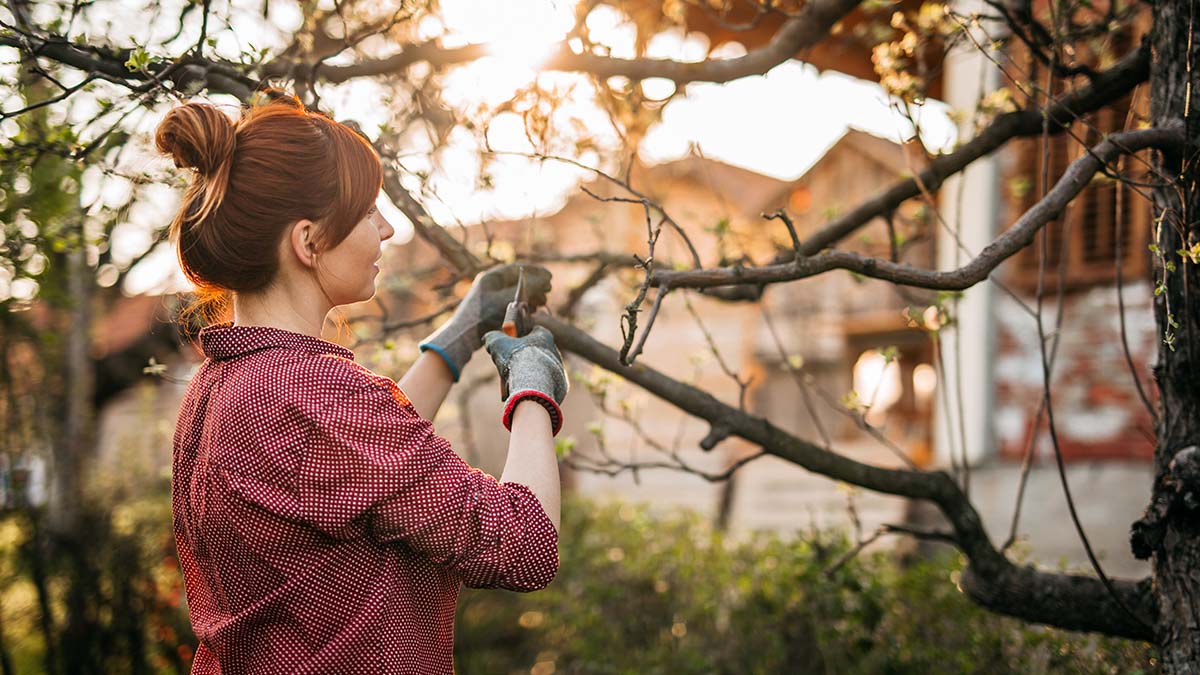 How to dispose of tree branches etc_top image.jpg